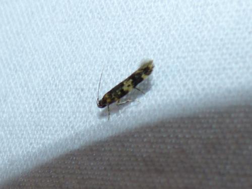 Apatema sp.